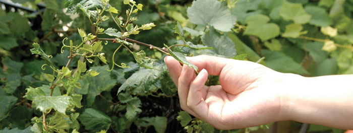 hand grabbing onto a vine to check for disease